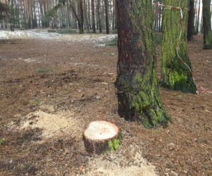 Na osiedlu Rejtana w Lesznie znów wycinane są drzewa. Będa też gdzie indziej