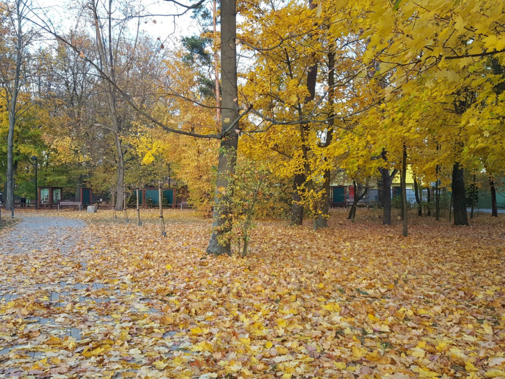 Park 1000-lecia w Lesznie na chwilę przed zachodem słońca