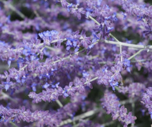 Ta roślina do złudzenia przypomina lawendę. Ma niewielkie wymagania, a z jej uprawą poradzi sobie nawet początkujący ogrodnik