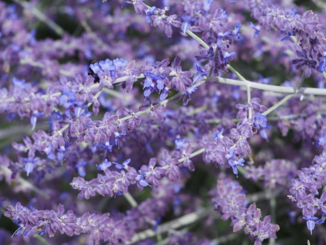 Ta roślina do złudzenia przypomina lawendę. Ma niewielkie wymagania, a z jej uprawą poradzi sobie nawet początkujący ogrodnik