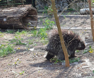 Nowy dom Wilsona. Kolczasty gryzoń dziarsko ruszył zwiedzać swoje włości