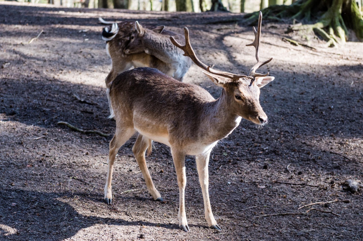 Koronawirus w Trójmieście. Zwierzęta z zoo tęsknią za ludźmi