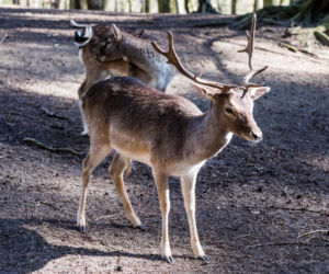 Koronawirus w Trójmieście. Zwierzęta z zoo tęsknią za ludźmi