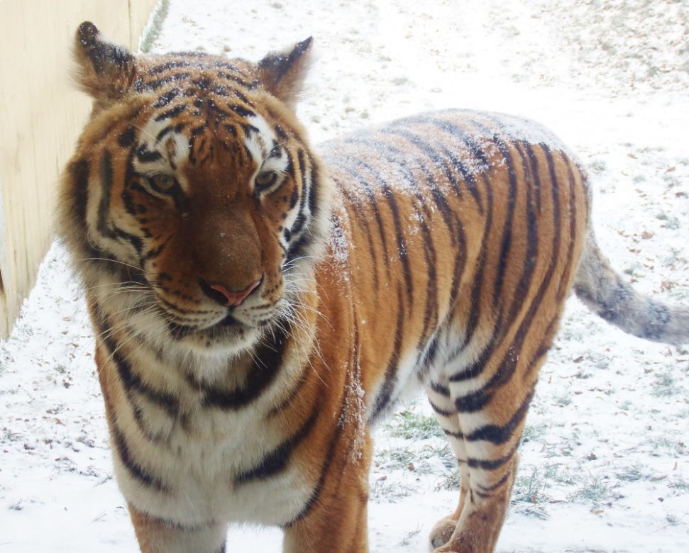 Tak wyglądają zwierzęta mieszkające w śląskim ZOO