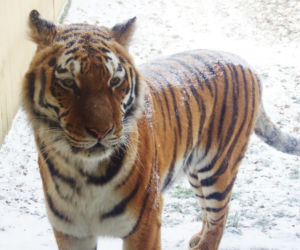 Tak wyglądają zwierzęta mieszkające w śląskim ZOO