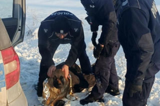 Pies przymarzł do pobocza. Błyskawiczna reakcja policjantów 