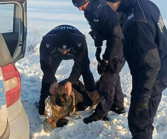 Pies przymarzł do pobocza. Błyskawiczna reakcja policjantów 
