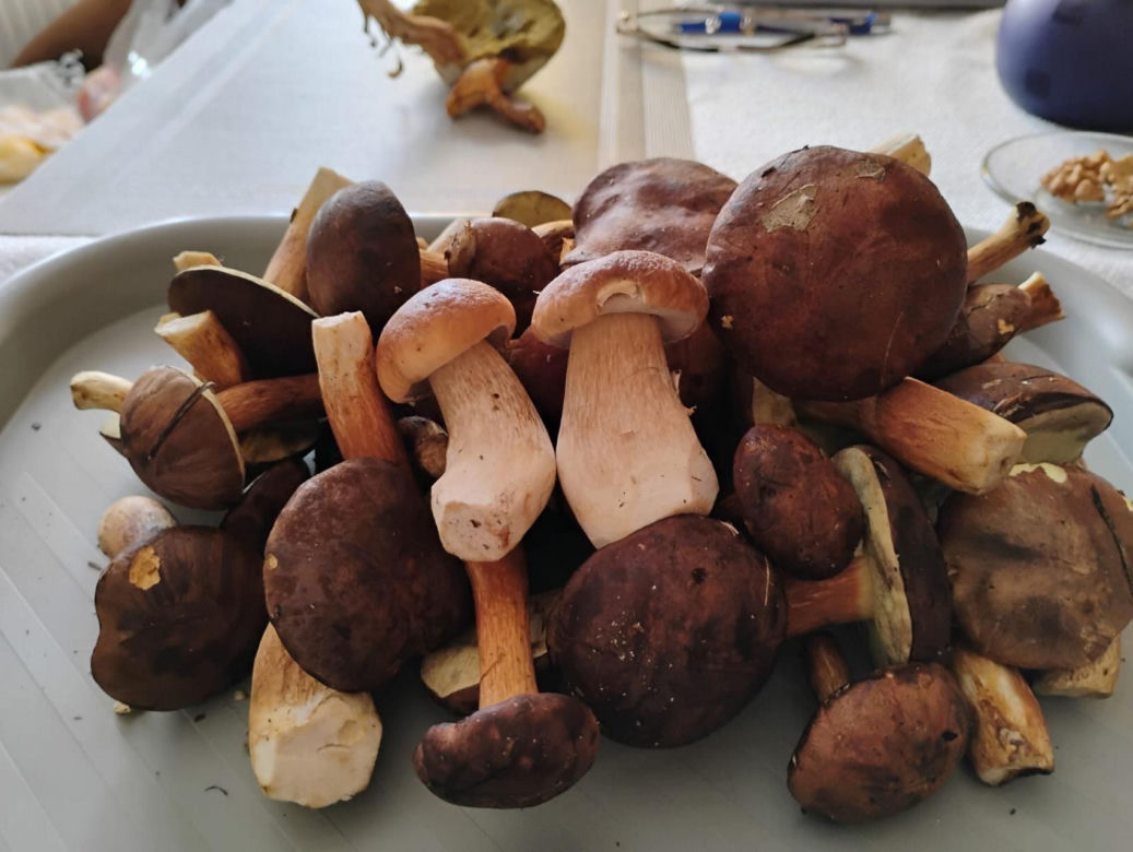 grzybobranie