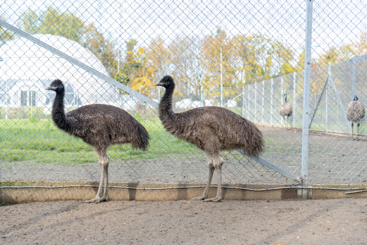 Para emu przeprowadza się ze Szczecina do Poznania