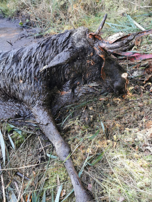 Pod żarłocznym łosiem zarwała się ziemia. Z błota widać było jego głowę