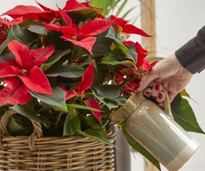 Odkryj najważniejsze zasady podlewania gwiazdy betlejemskiej