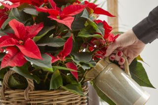 Odkryj najważniejsze zasady podlewania gwiazdy betlejemskiej