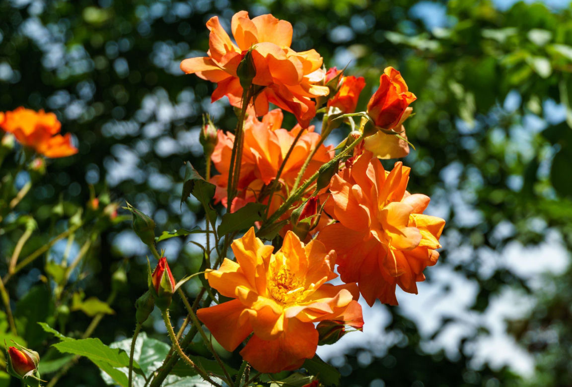 Róża herbaciana 'Westerland'
