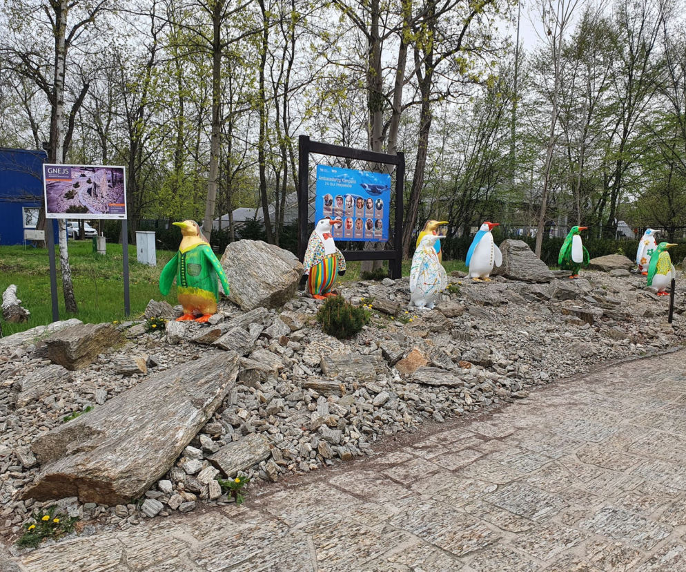 Pingwinia Aleja Gwiazd we wrocławskim zoo! 