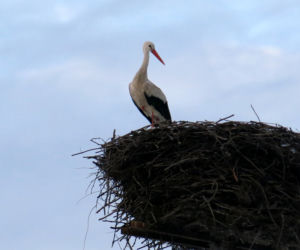Bociany w środku zimy zawitały do Starej Kamionki na Podlasiu