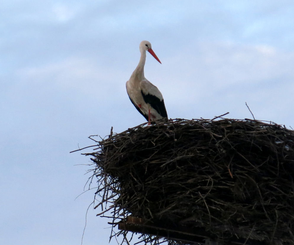 Bociany w środku zimy zawitały do Starej Kamionki na Podlasiu