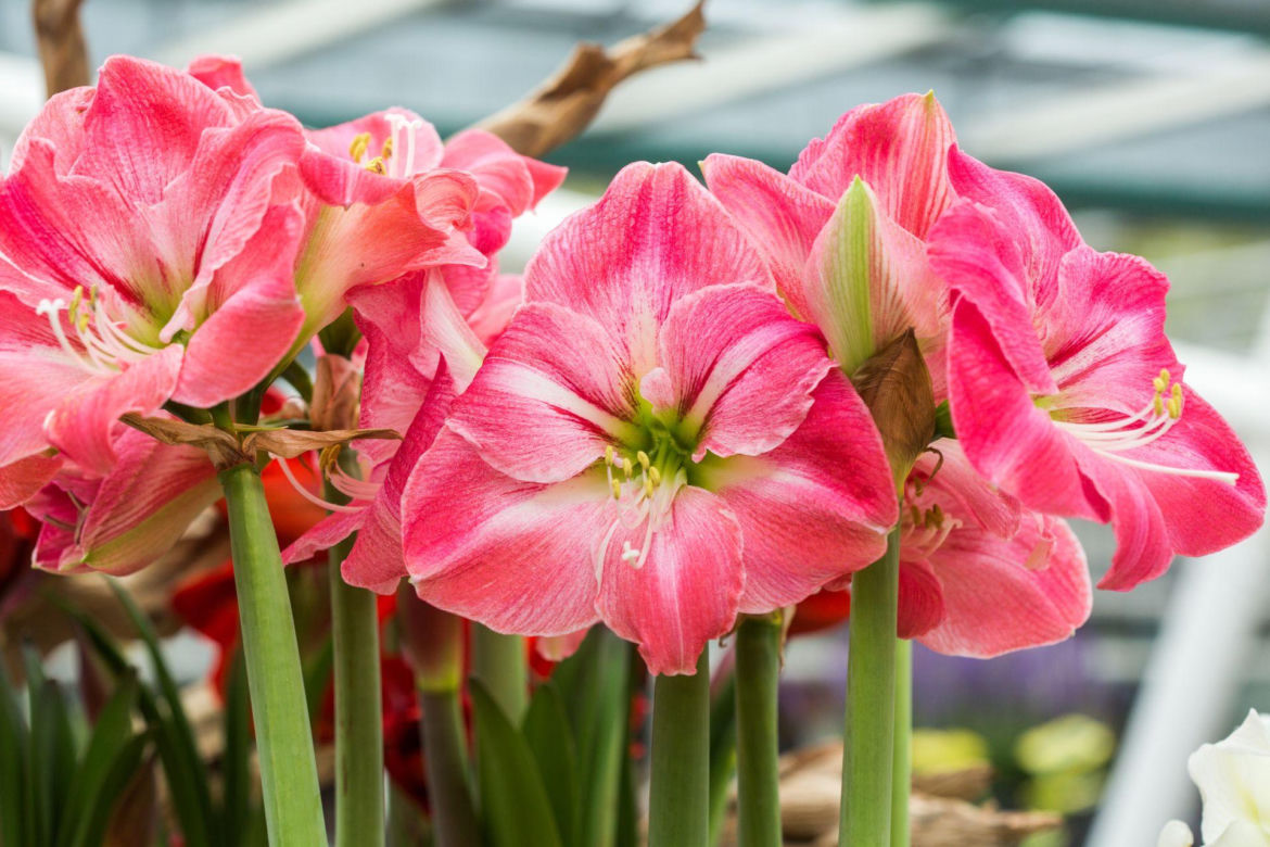 Hippeastrum