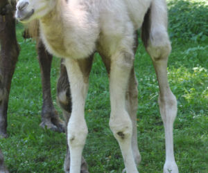 W warszawskim zoo urodził się wielbłąd Maniek. Ma zaskakująco jasny kolor wełny! [ZDJĘCIA]