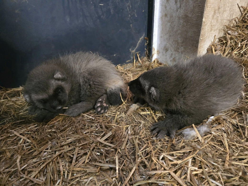 Słodkie maleństwa w Śląskim Ogrodzie Zoologicznym! Urocze rosomaki podbijają serca internautów