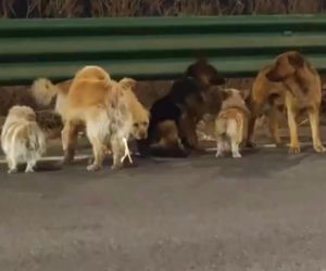 Siedem psów uciekło z ubojni w Chinach! Ta historia wyciska łzy z oczu