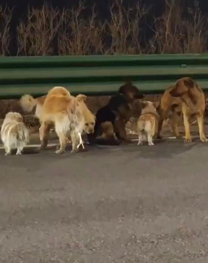 Siedem psów uciekło z ubojni w Chinach! Ta historia wyciska łzy z oczu