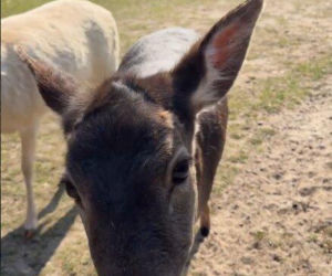 Szokujące nagranie z ogrodu Ewy Gawryluk! Takich gości się nie spodziewała