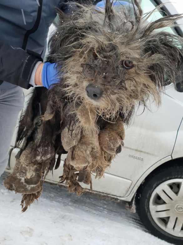 Skrajnie zaniedbane suczki LEDWO żyły! Miały na sobie aż 6 kilogramów kołtunów [ZDJĘCIA]