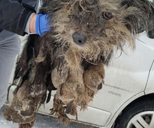 Skrajnie zaniedbane suczki LEDWO żyły! Miały na sobie aż 6 kilogramów kołtunów [ZDJĘCIA]