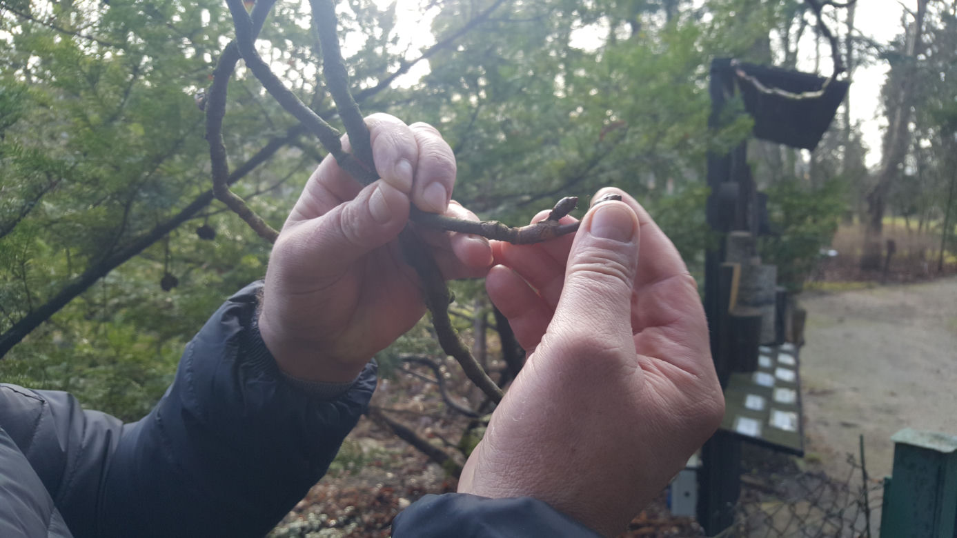 Pogoda oszalała! W Bydgoszczy rosną krokusy i przebiśniegi 