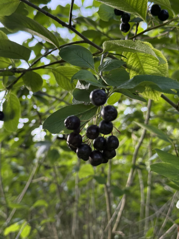 Aronia, krzew i owoce