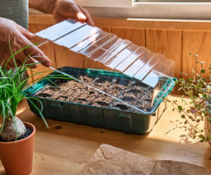 Uprawa rozsady w miniszklarence