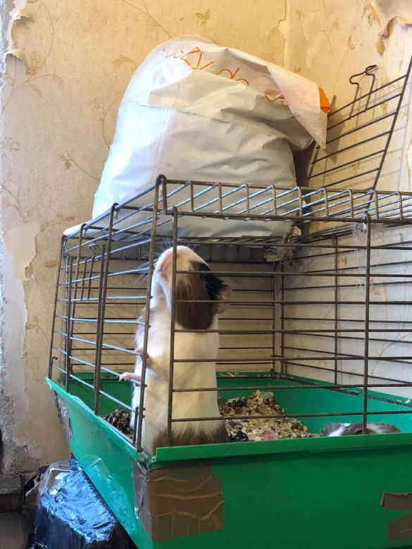PRZERAŻAJĄCE! Miała w mieszkaniu 130 szczurów! "Były zaświerzbione, miały odgryzione ogony"