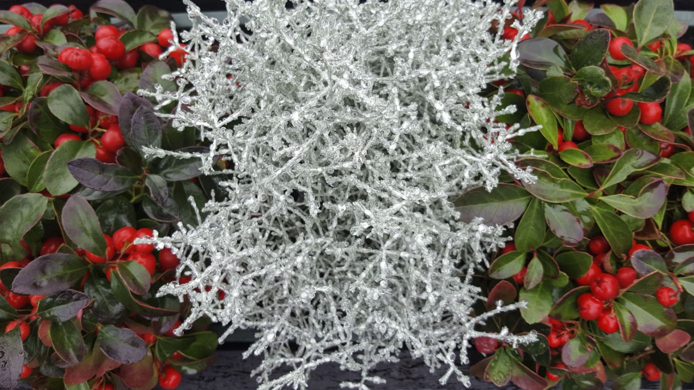 Kalocefalus Browna