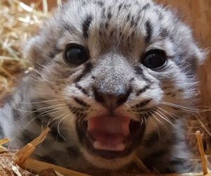 Kolejne narodziny w warszawskim zoo
