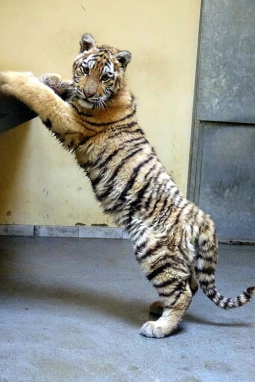 Poznańskie ZOO ratuje dzikie zwierzęta z Ukrainy