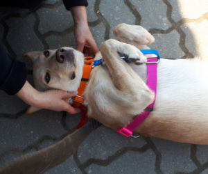 PIES DO ADOPCJI - Bella