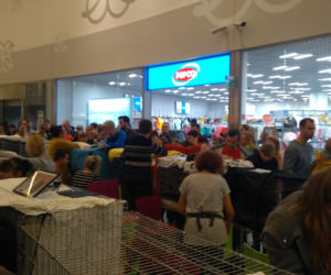 Gliwice: Przepiękne koty rasowe w Europie Centralnej. Zobaczcie [ZDJĘCIA]