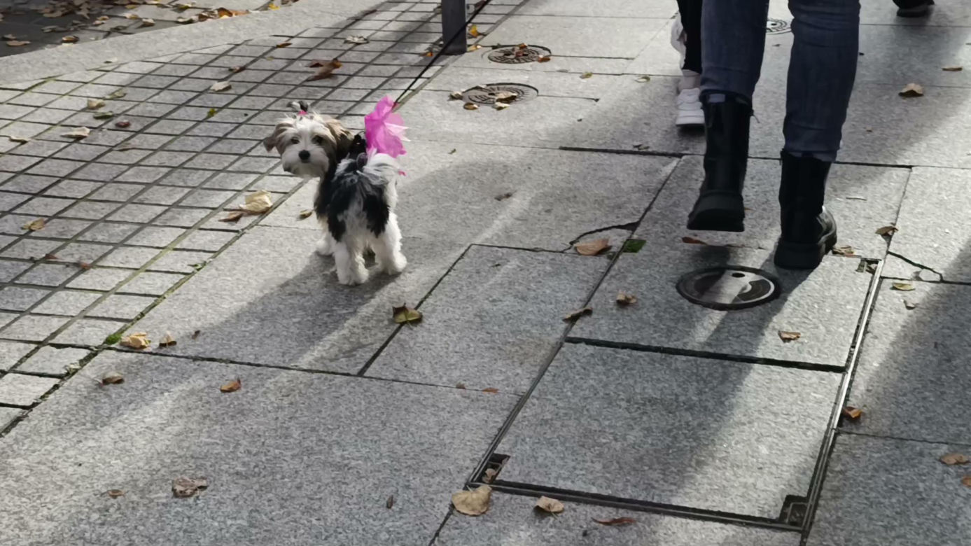 Marsz Różowej Wstążki w Szczecinie