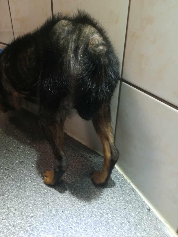 Inspektorzy OTOZ Animals w Bielsku-Białej odebrali osiem skrajnie zaniedbanych psów
