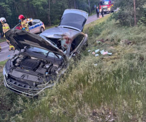 Kilkusetkilogramowy zwierz wbił się w auto 44-letniego Warszawiaka