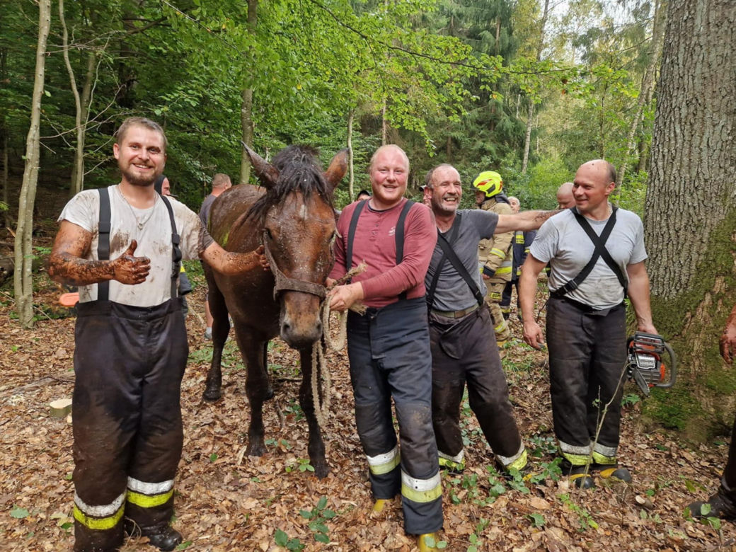 Heroiczna walka o życie pięciu koni