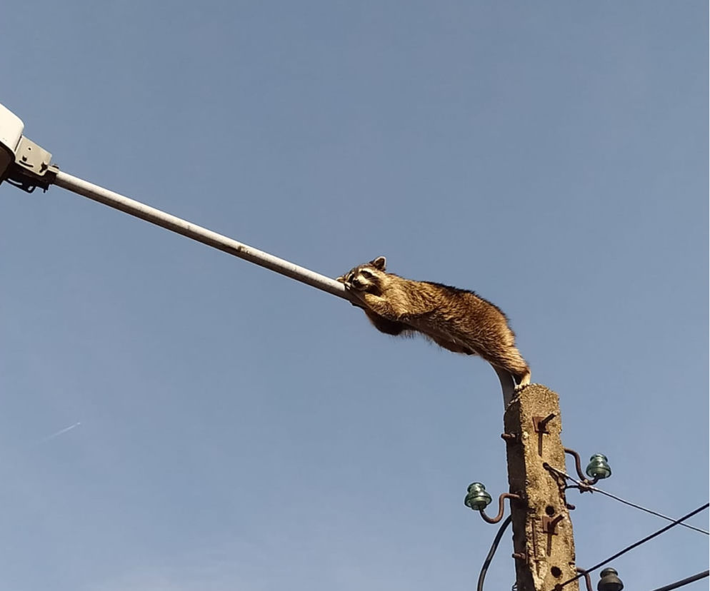 Szop uciął sobie drzemkę na latarni. Pomogli mu zejść strażacy, ale szop postanowił wejść drugi razv
