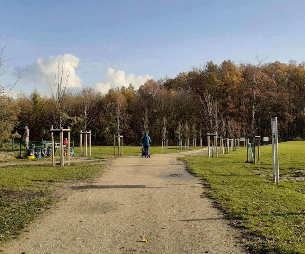 Setki nowych drzew w Poznaniu! Miasto będzie mniej BETONOWE?
