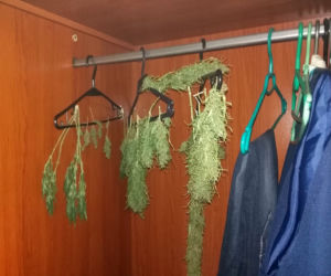 19-latek z Bydgoszczy złapany na gorącym uczynku. Akurat w szafie suszył konopie! 