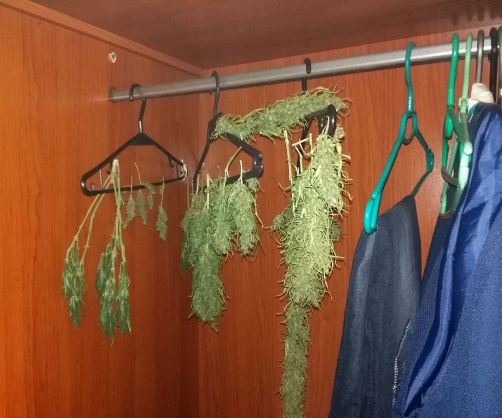 19-latek z Bydgoszczy złapany na gorącym uczynku. Akurat w szafie suszył konopie! 