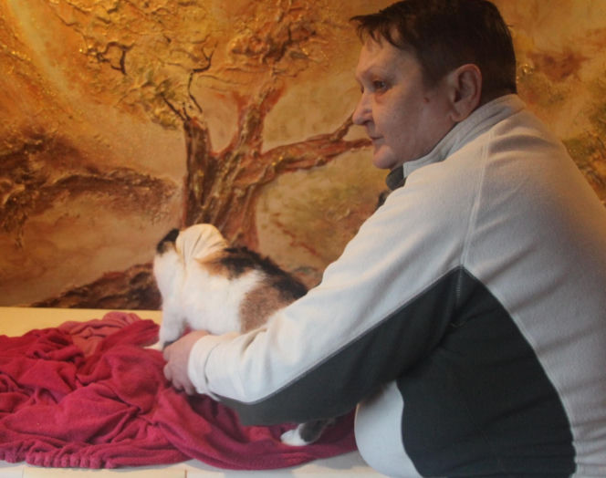 Watahy zdziczałych psów atakują wieś! "Rozrywają koty, rzuciły się na dziecko!