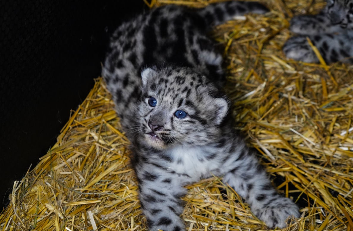 Spójrzcie na te słodkie oczka! Młode pantery śnieżne przyszły na świat w ZOO Wrocław