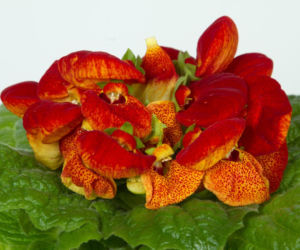 Pantofelnik (Calceolaria)