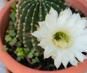 Echinopsis eyriesii