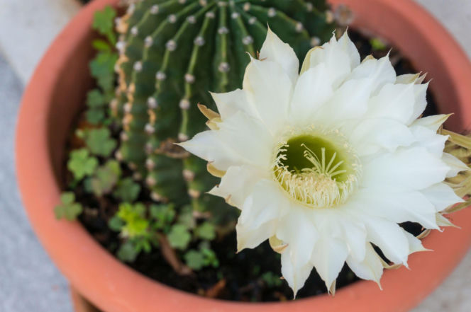 Echinopsis eyriesii